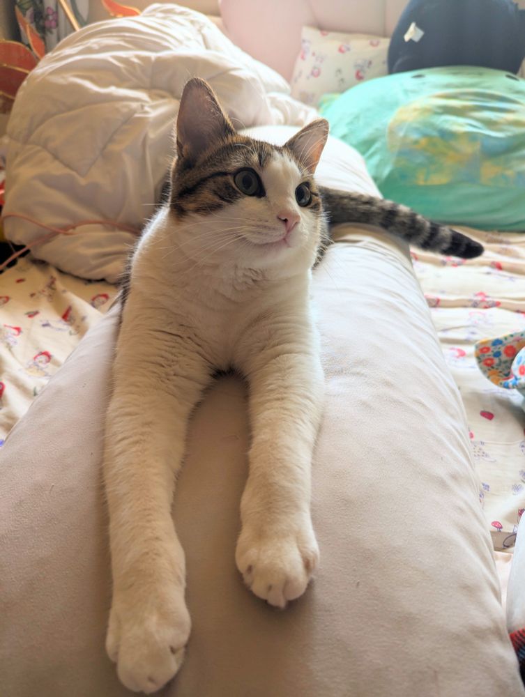 A brown and white cat laying sphinx-like on a big body pillow