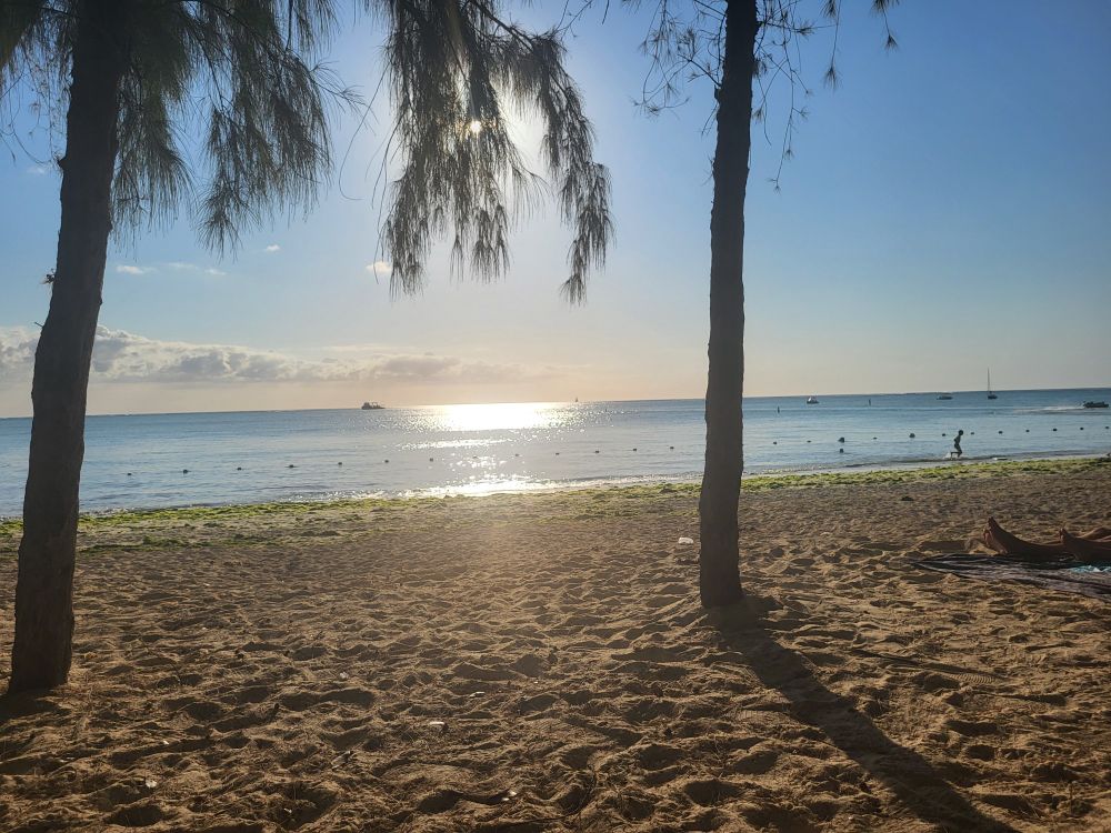 Trees, beach line sunset