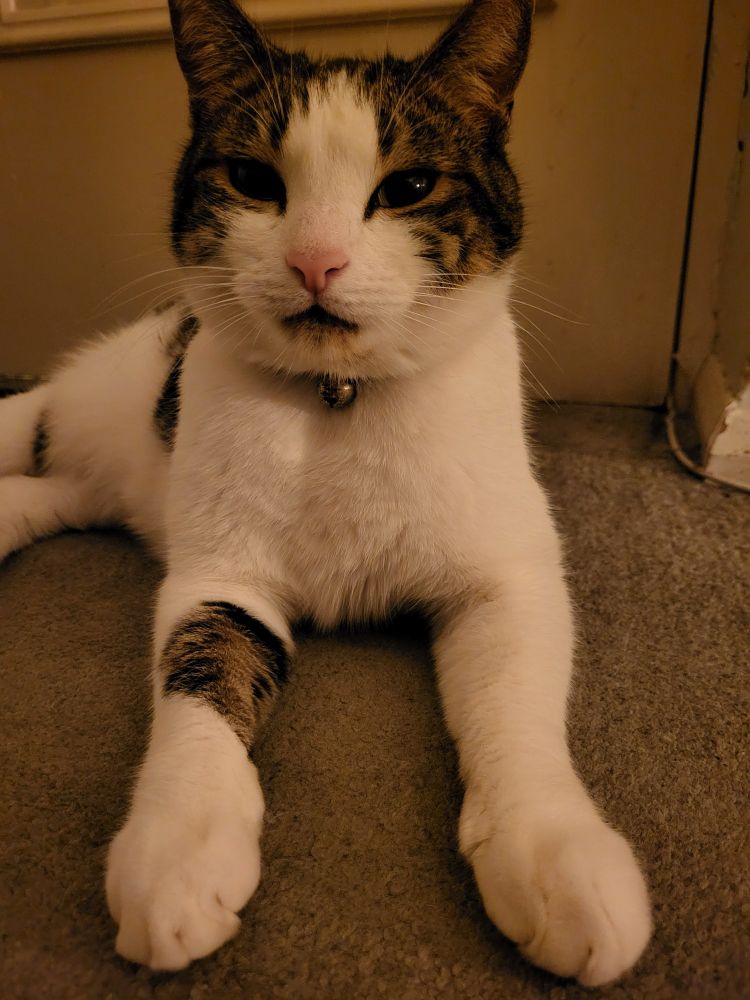 Black and white cat with blue collar