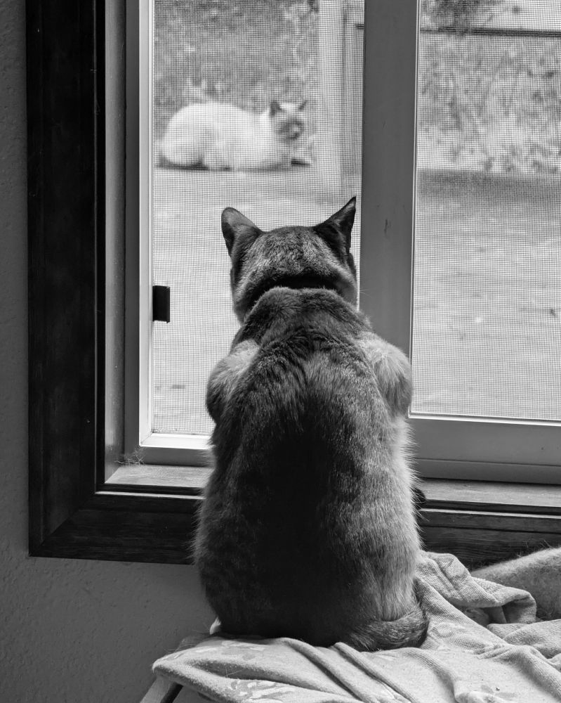 Tabby cat looking hatefully out the window at another cat who has never experienced a thought in his life 