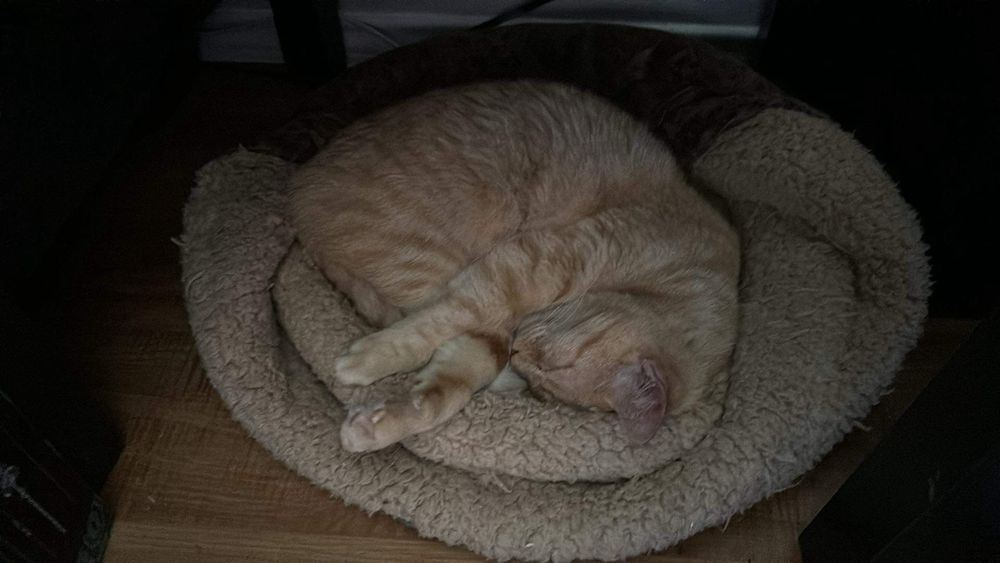 Adult orange tabby cat sleeping curled up with his head on the right and his front legs sticking out, on a beige cat bed. It’s a heated cat bed, but you can’t see that. His eyes are fully closed and he appears to be smiling.