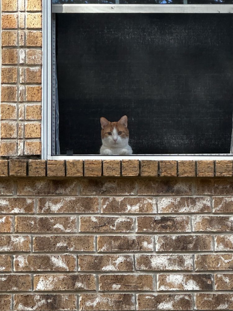 Orange and white cat looking out a window