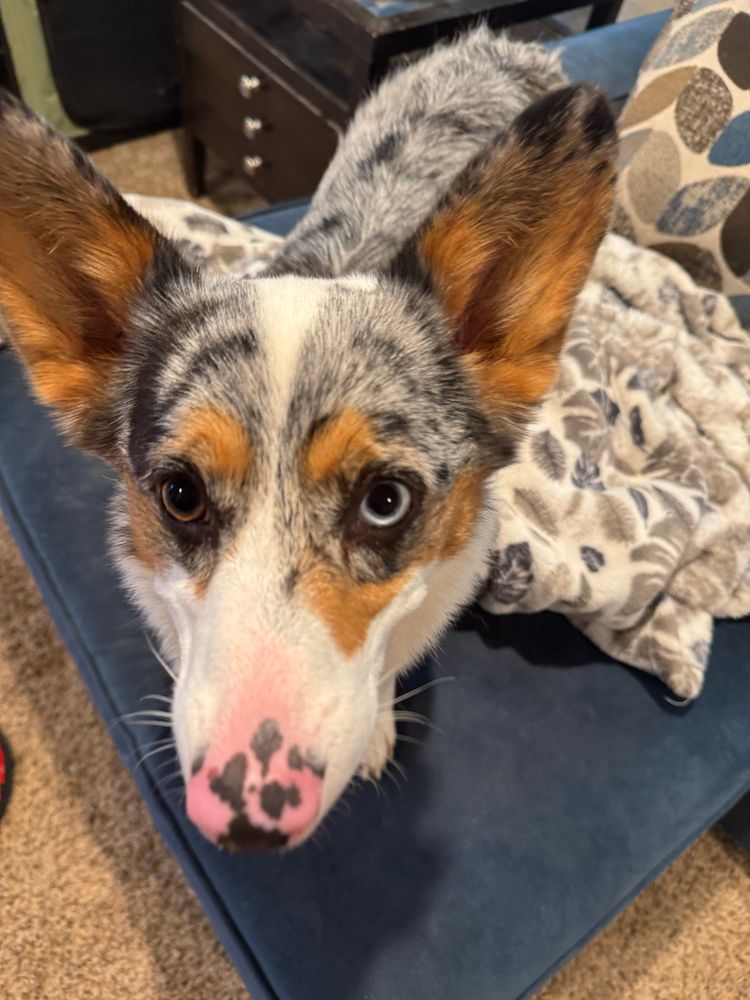 Dexter a blue Merle corgi with a  pink and black spotted nose looks at the camera while standing on a blue couch. 