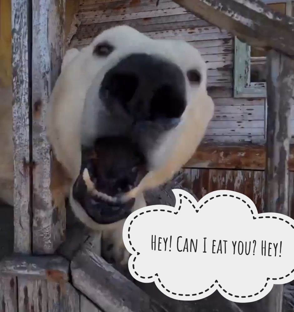 A polar bear saying "hey! Can I eat you hey!" 