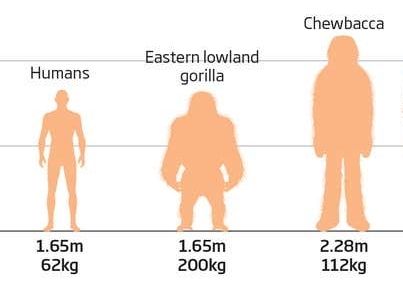 Silhouettes of a human, eastern lowland gorilla, and chewbacca 