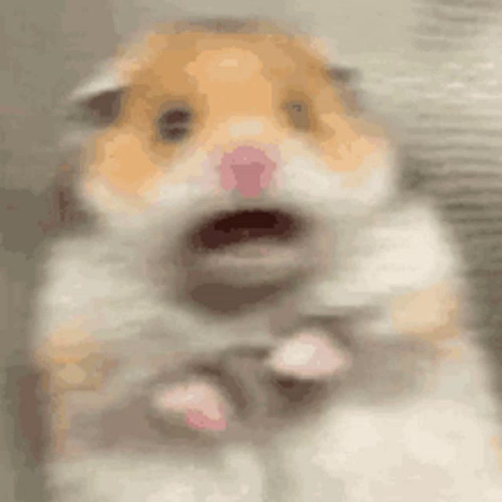 a close up of a hamster 's face with its mouth open .