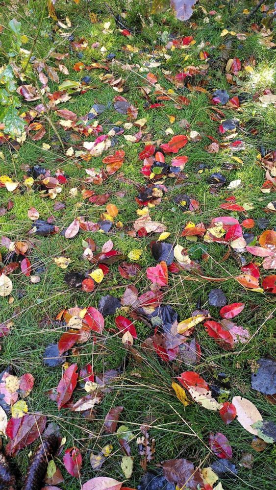 Buntes Herbstlaub im Gras