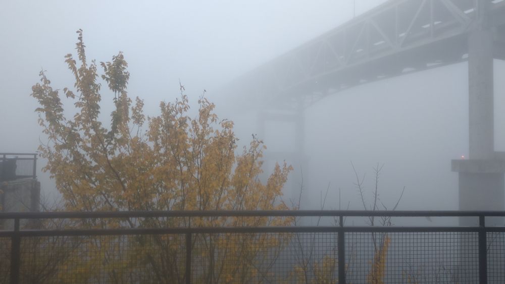 a tree with yellow leaves stands between the viewer and an infinite sea of fog. the bridge above looms out into the gray oblivion