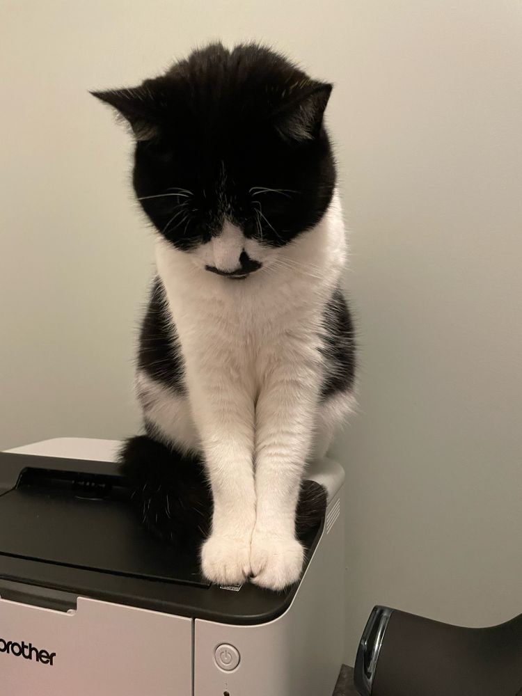 A black and white cat sitting very politely with his paws tucked in, looking down at the desk, on top of a Brother laser printer, with the throttle of a joystick visible.