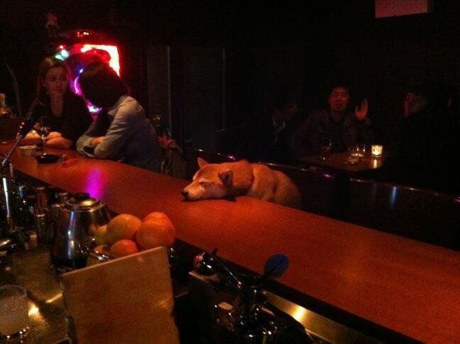 Dog sitting at a bar with it’s head resting on the bar top in a dejected manner.