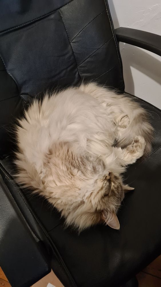 A photo of my grey Siberian cat, curled up, upside down, on a black office chair