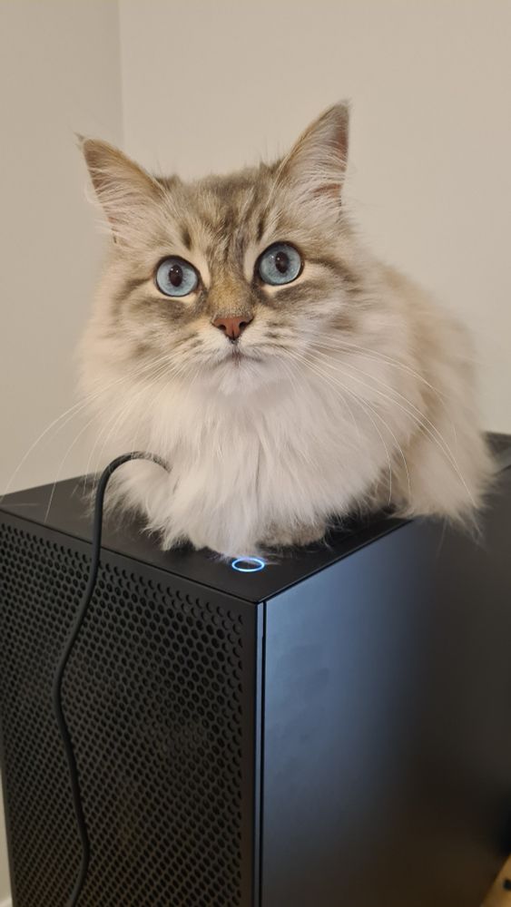 A photo of my grey Siberian cat, Yuki,  sitting atop my pc case, right next to the power button. Yuki's blue eyes are looking straight into the camera