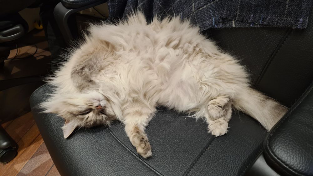 A photo of my grey Siberian cat sleeping upside down on my black office chair