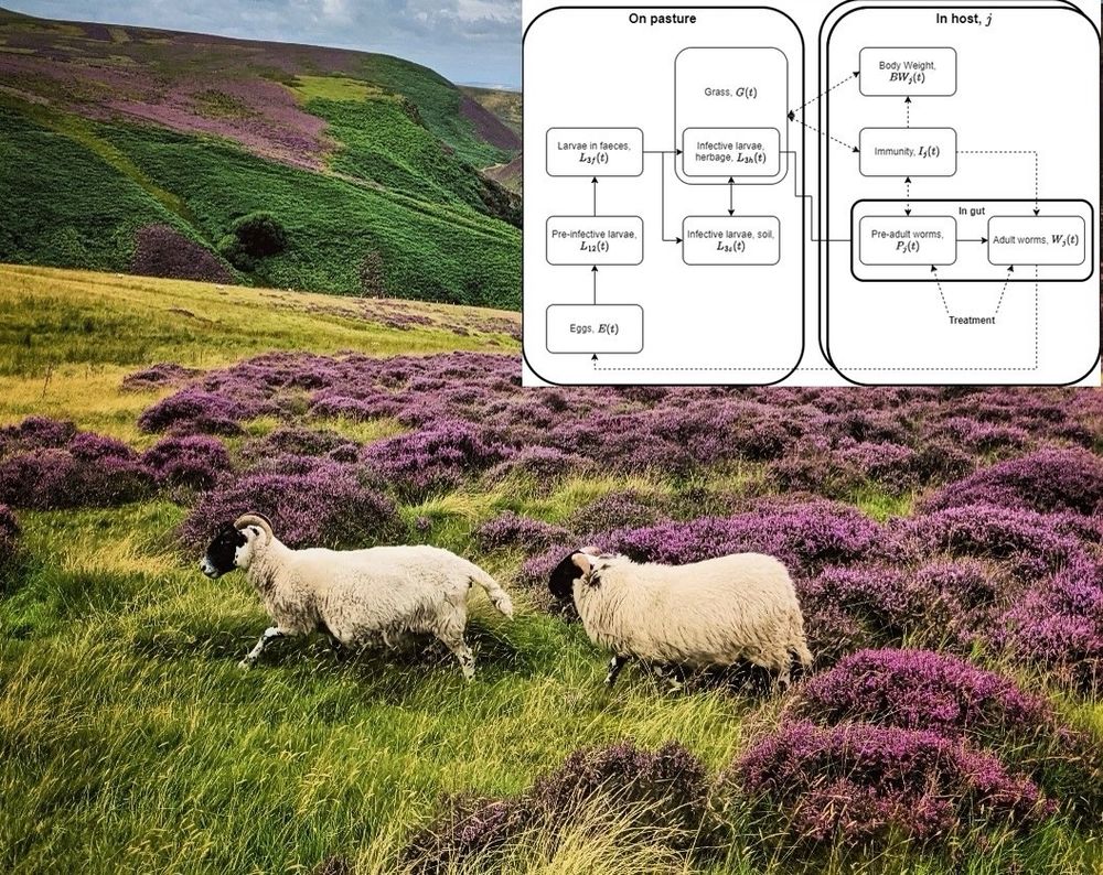 Photo of two sheep on a hillside with a model schematic 