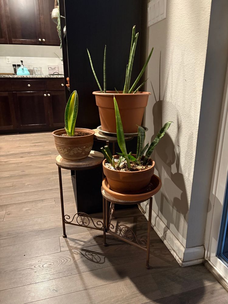Three green plants with long, thin, spear-like leaves in various terra-cotta colored pots on a metal plant stand.