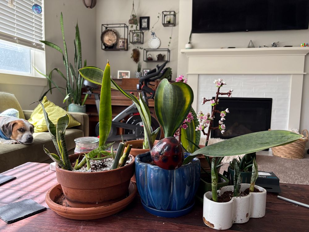Various sanseveria plants of different sizes and shapes in a mishmash of pots, on a wooden table