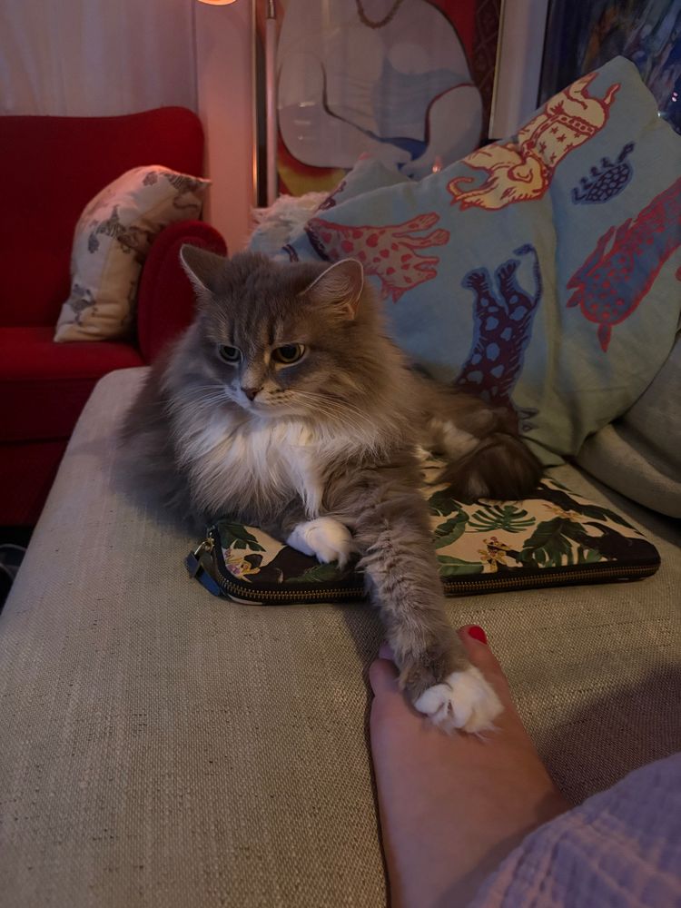 Katt som sträcker sig fram och lägger tassen på en fot. 