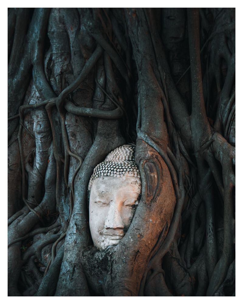 A white Buddha head entwined in tree roots 