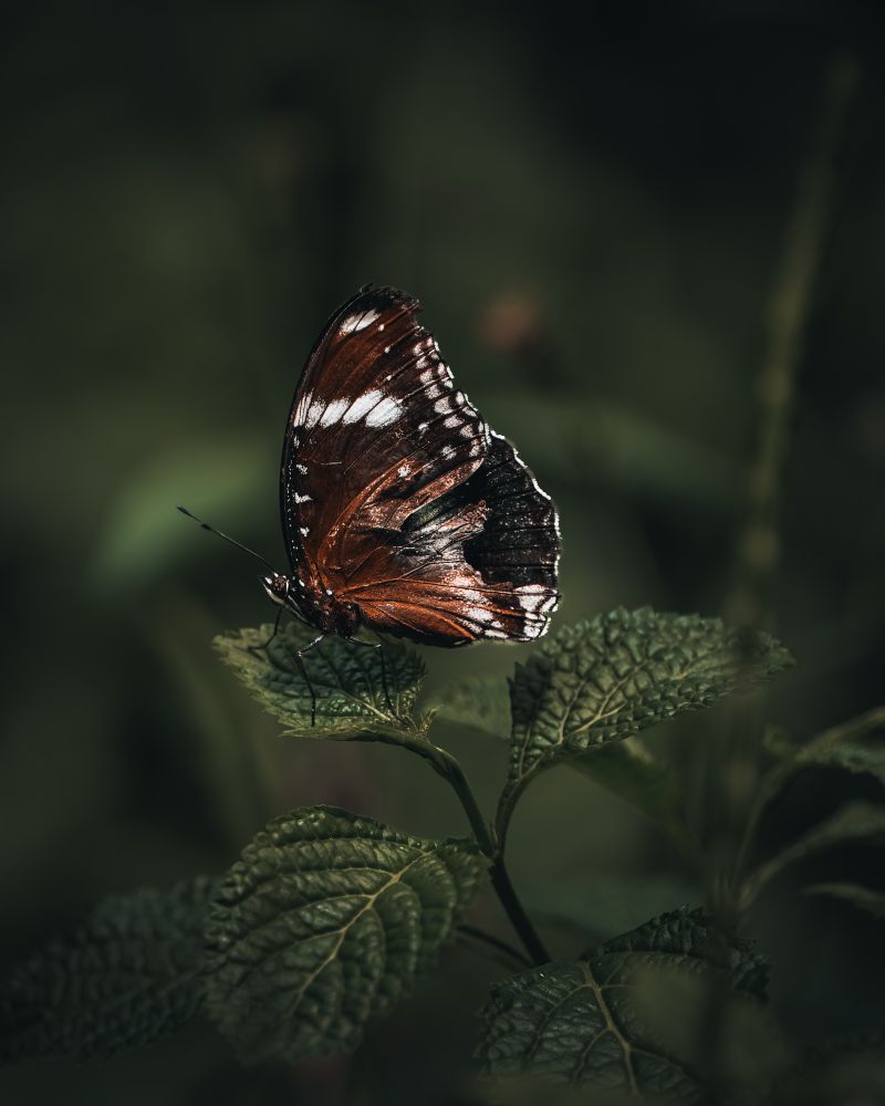 Butterfly on a leaf 