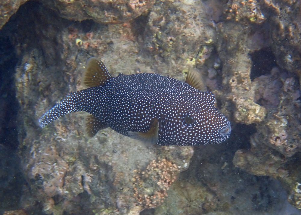 Brown rounded pufferfish close-up. She is solid brown and covered with tiny white spots. Fins fluttering in the water.