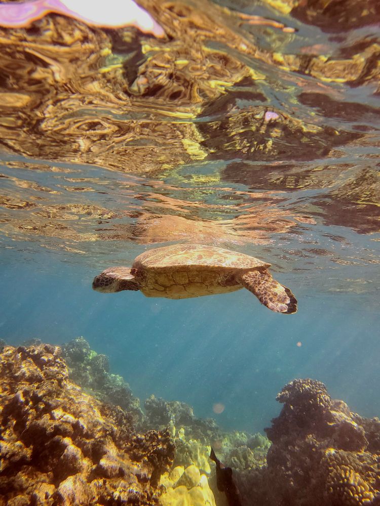 Underwater photo of large turtle swimming. Side view of turtle and she is near the surface where her reflection shows brightly. Lots of brown coral around also reflected under the surface. 