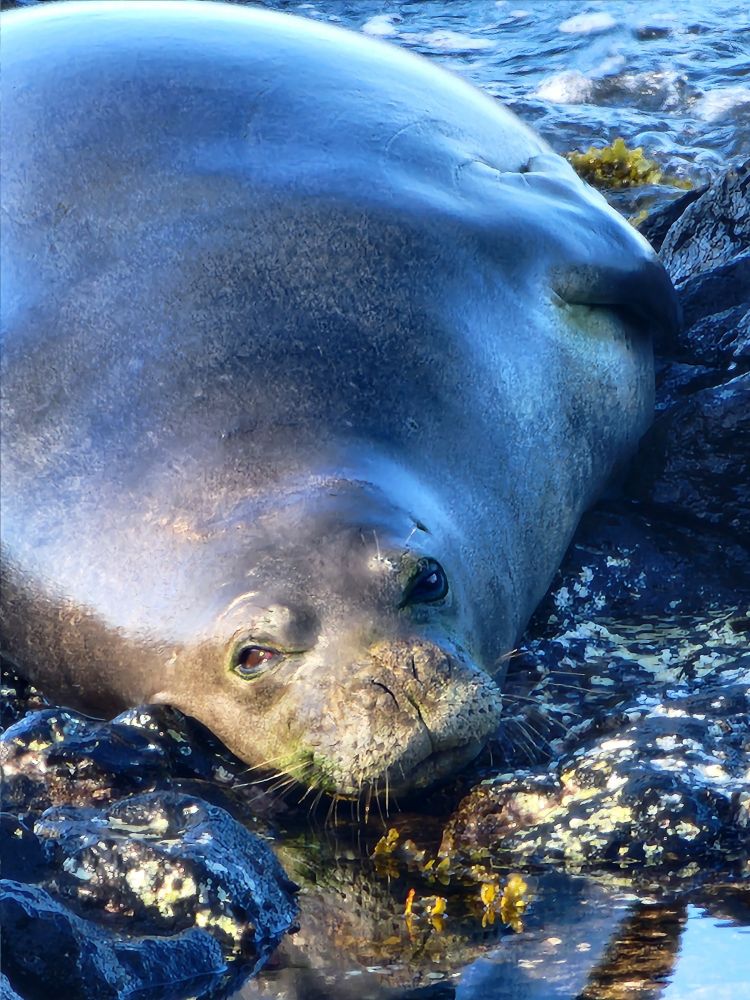 Monk seal laying flat and wide on coastal lava rock. She's looking right at the camera!