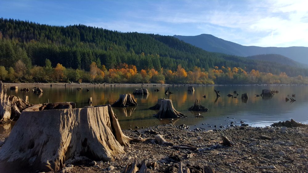 Low level lake bed in mountain range. Many dead tree stumps from logging years ago. The far side of the lake is lined with green and autumn colored trees that are reflected in the calm lake.