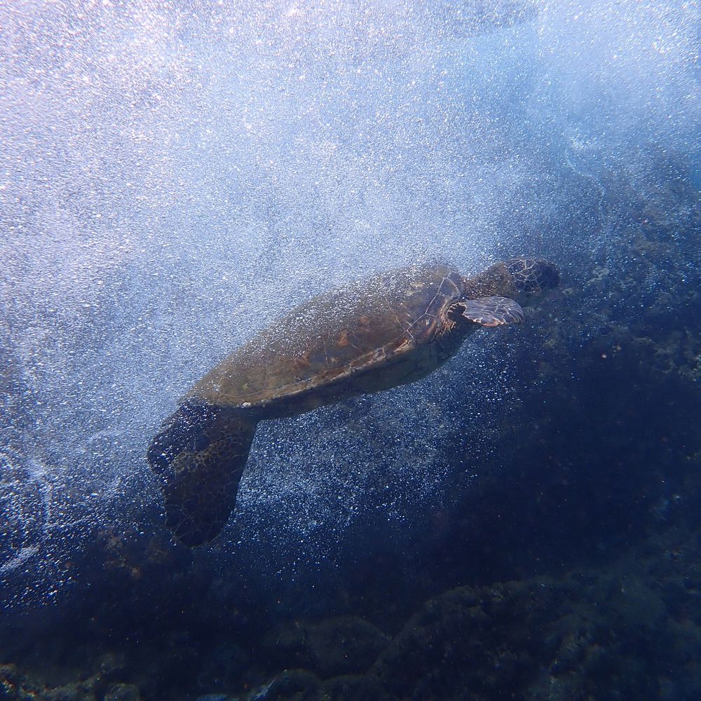 Underwater photo of green sea turtle floating in blue water over coral reef below. There are a gazillion white bubbles filling the water from the crashing wave above - all around the turtle.