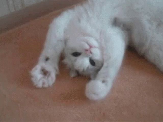 a white cat is laying on its back on a brown blanket .