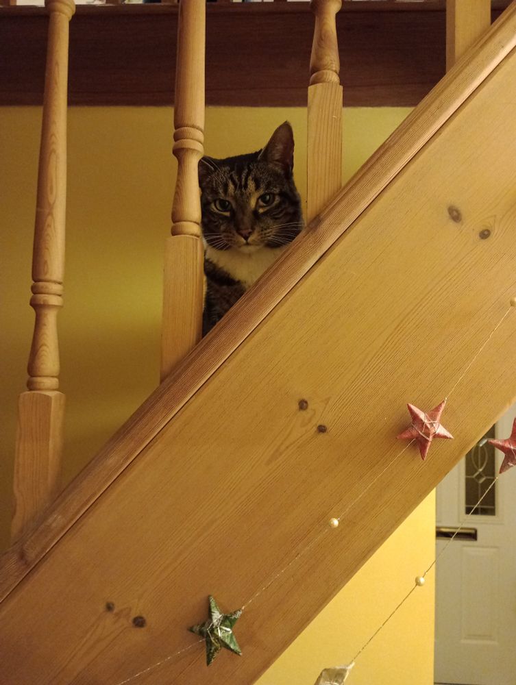 A tabby and white cat sits halfway up some stairs looking through the rails as if behind bars, as she should be. A garland of silvery thread, pearl beads and paper stars is attached to the railings. It is currently doubled up to keep the ends from being repeatedly unhooked and then chewed on. The cat is unrepentant.