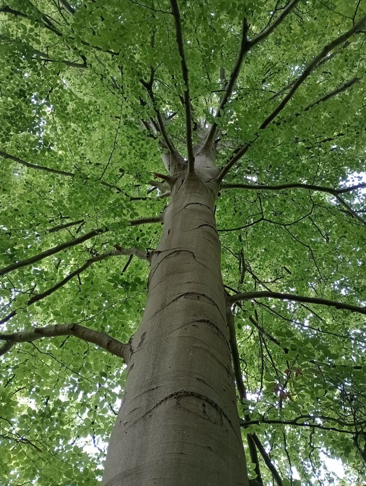 A greyish brown trunk of a tree reaching up to multiple branches adorned with leaves. On the trunk are markings shaped like watchful eyes staring in all directions. Beech tree in Kew Gardens, July 2025