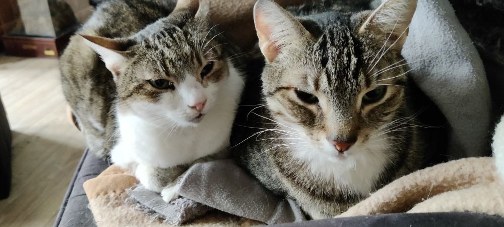 Two shorthair tabby cats sitting close to one another.
