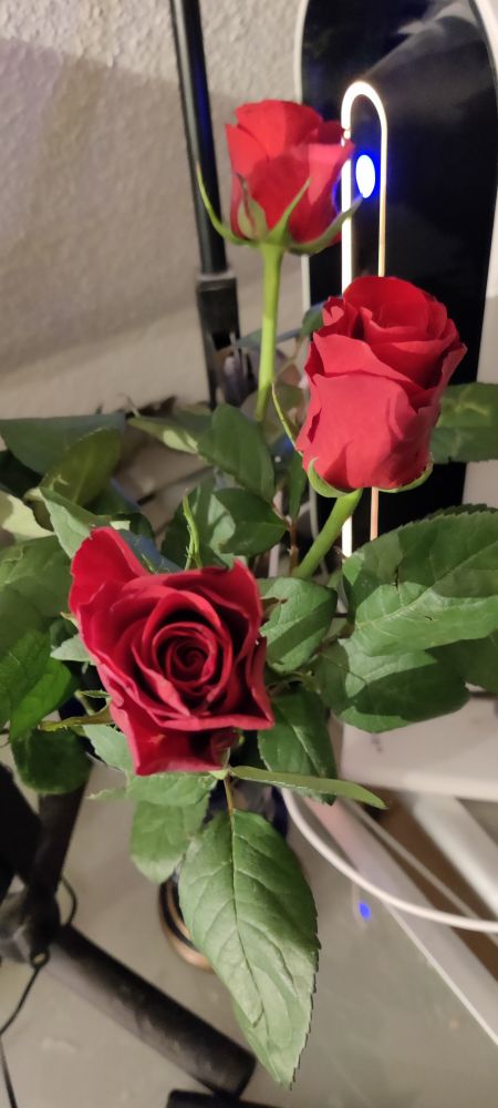 Red roses in a vase in front of an LED lit computer 