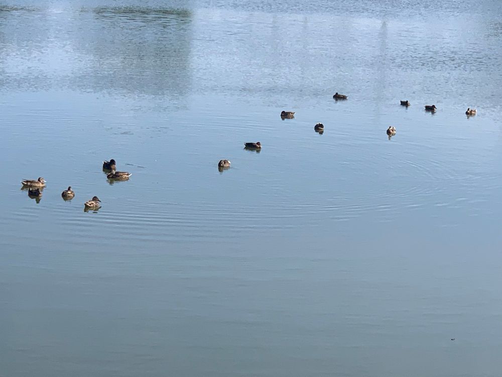 Many mallard ducks swimming in a suburban pond 