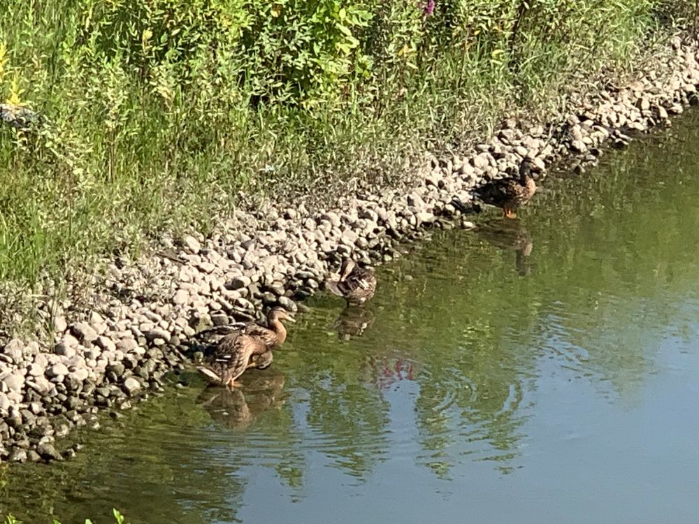 Four mallard ducks along the shore of a suburban pond