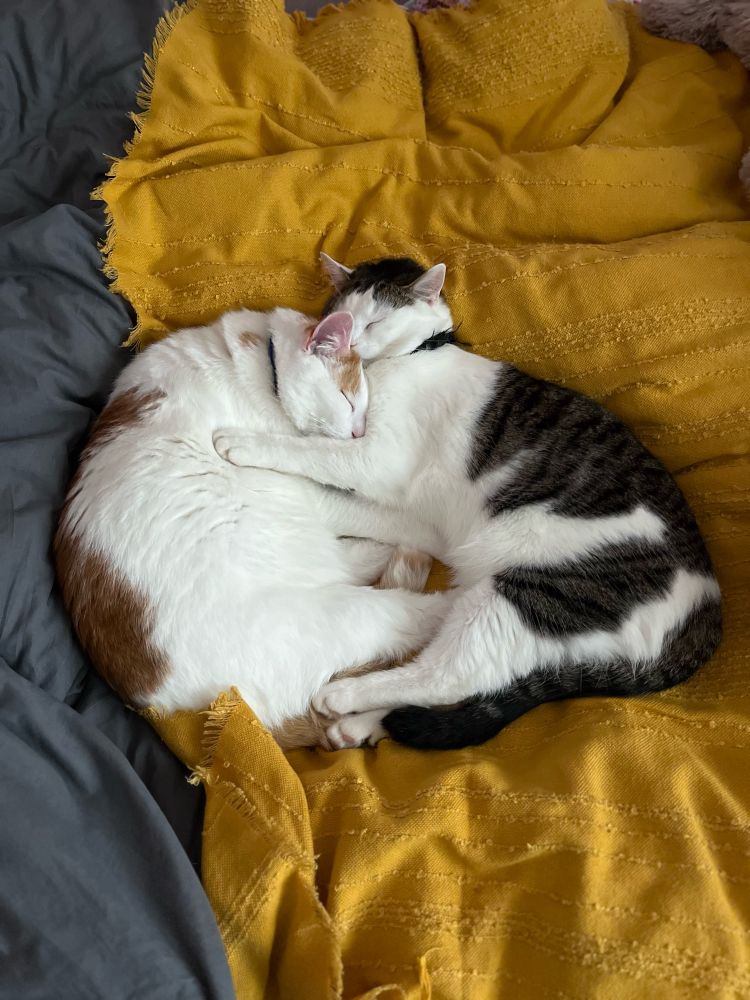 A fat white and ginger cat being snuggled by a small white and tabby cat, lying on a yellow blanket