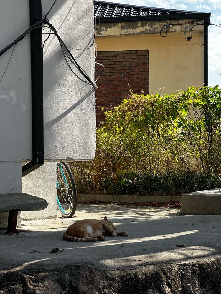 바닥에 누워서 잠든 고양이