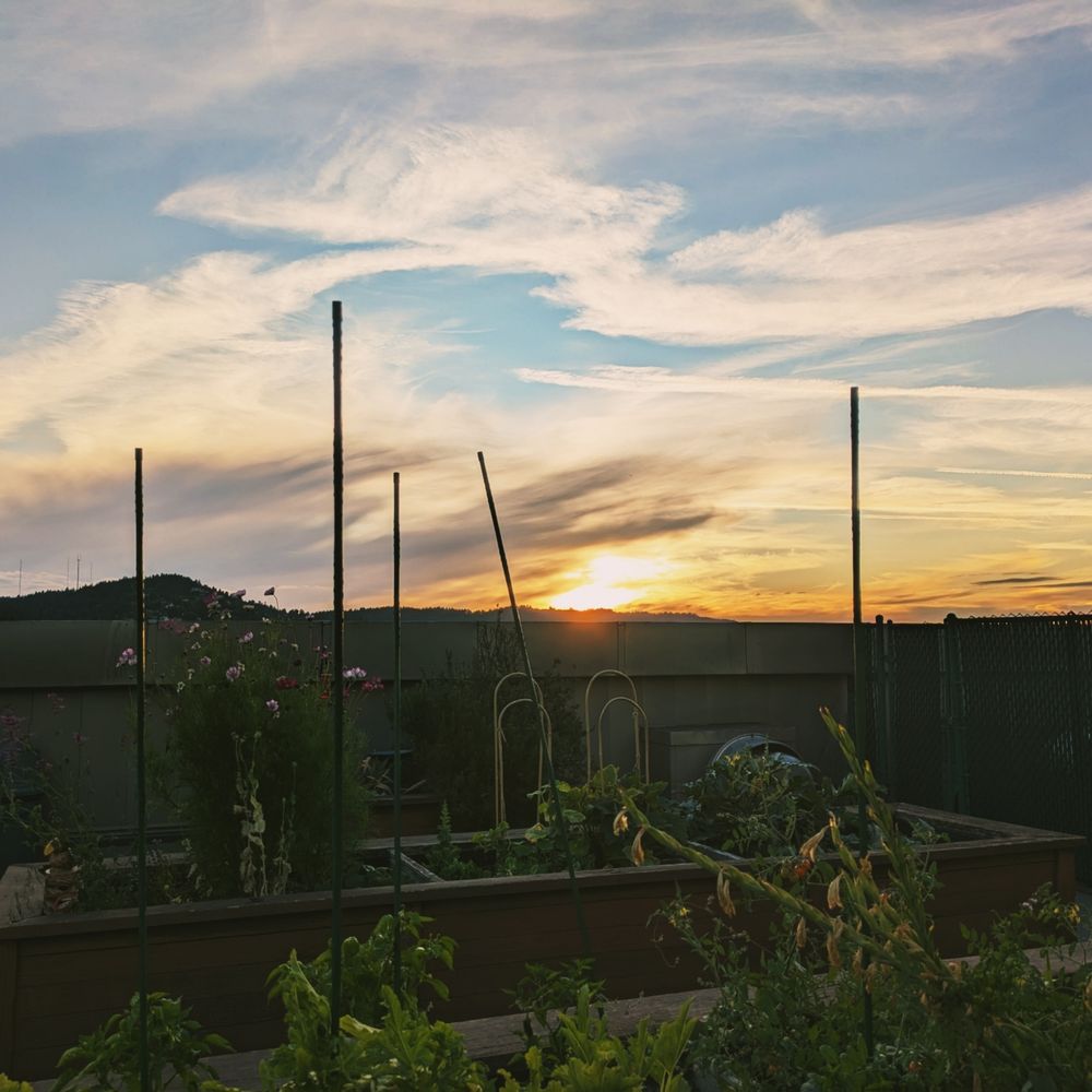 A view of the beginning of a sunset from the roof of my apartment. A couple garden beds with herbs and flowers are in frame. In the back, the sun sets over the west hills.
