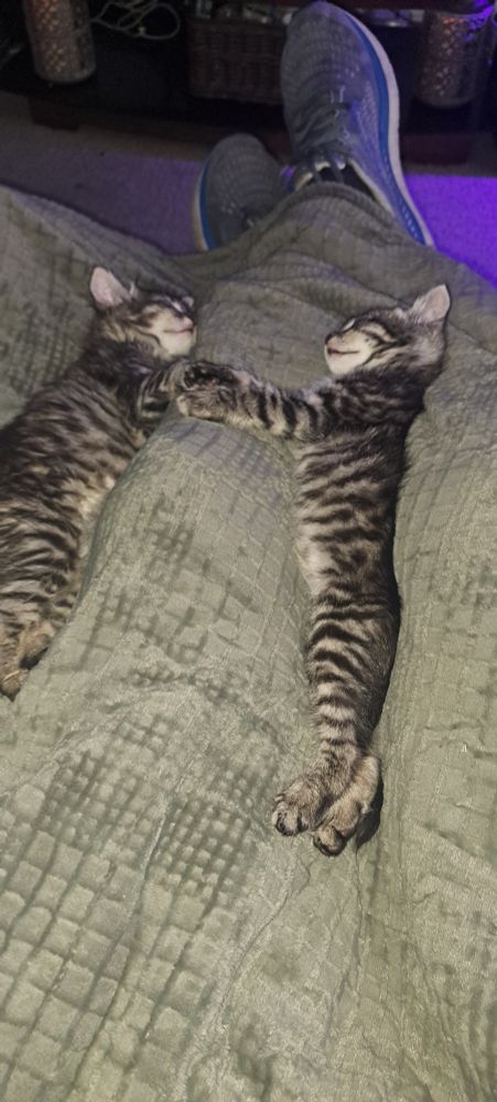 To kittens napping.