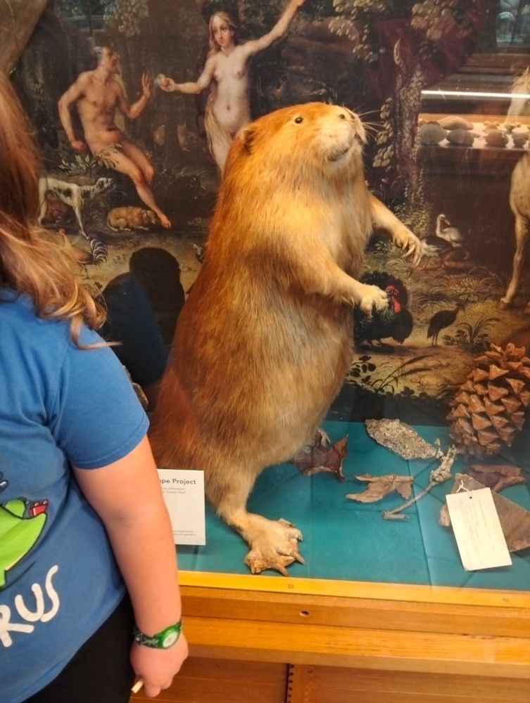 An overstuffed otter (I think) in the Oxford Natural history museum
