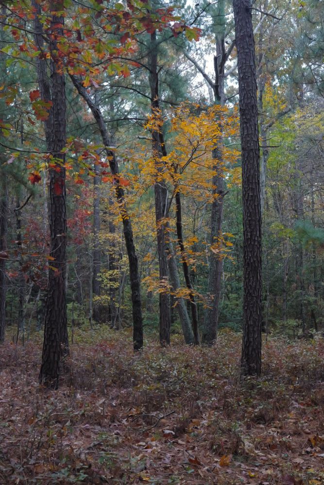 A picture of trees in the woods. The barks are dark, the ground is littered with fallen leaves, and an orange leafed tree stands in the middle. 