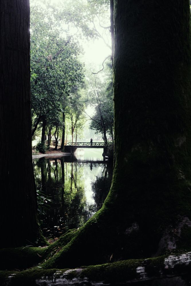 Looking through two tall trees onto a still lake that has a bridge across it, and trees lining it. On the bridge is a man taking a photo of the reflections in the water. 