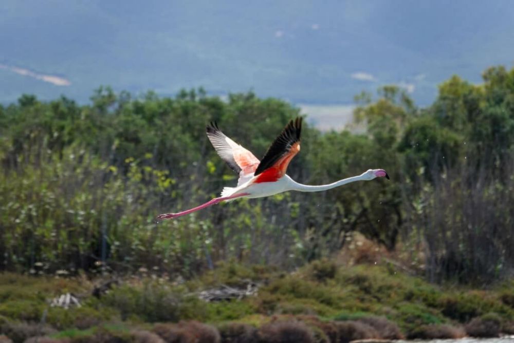 Flamingos hautnah erleben bei Sant'Antioco auf Sardinien