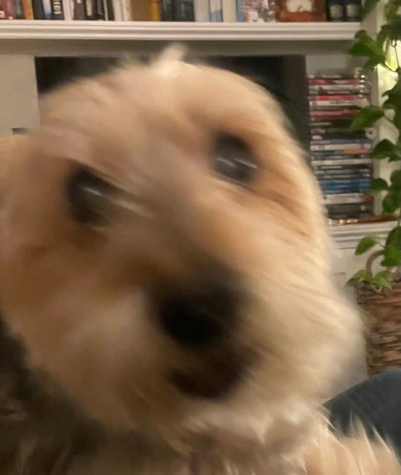 Sam Hazeldine’s Dog 