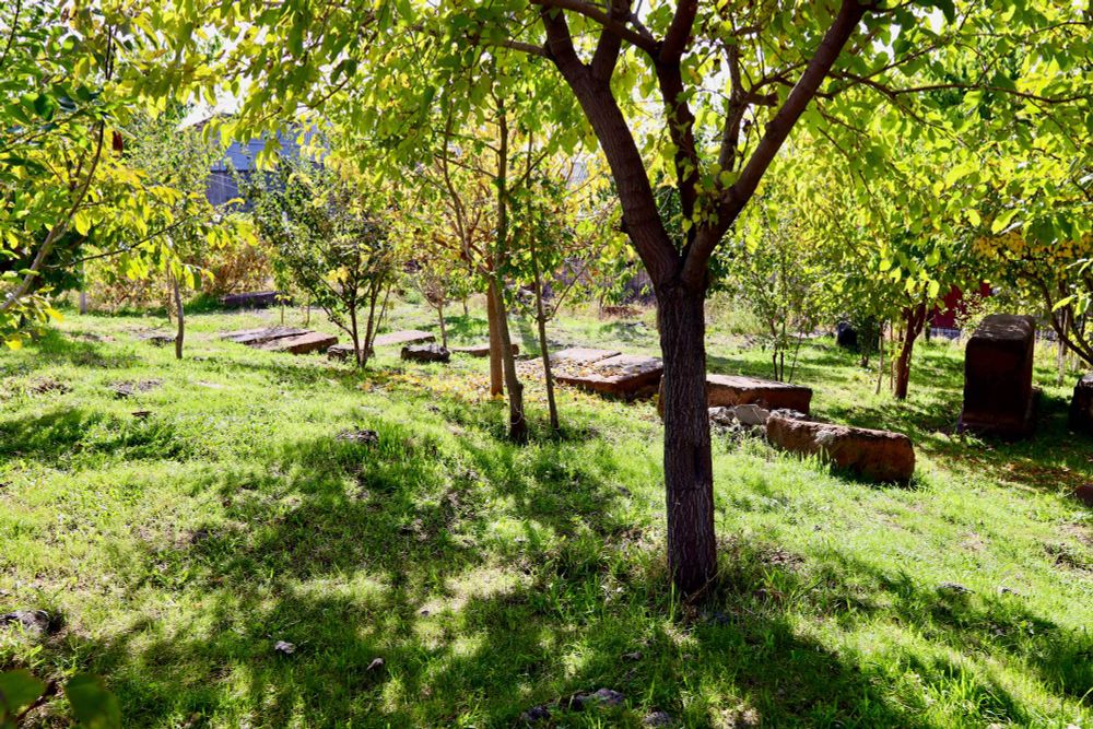 a collection of young fruit/nut trees planted among grave markers
