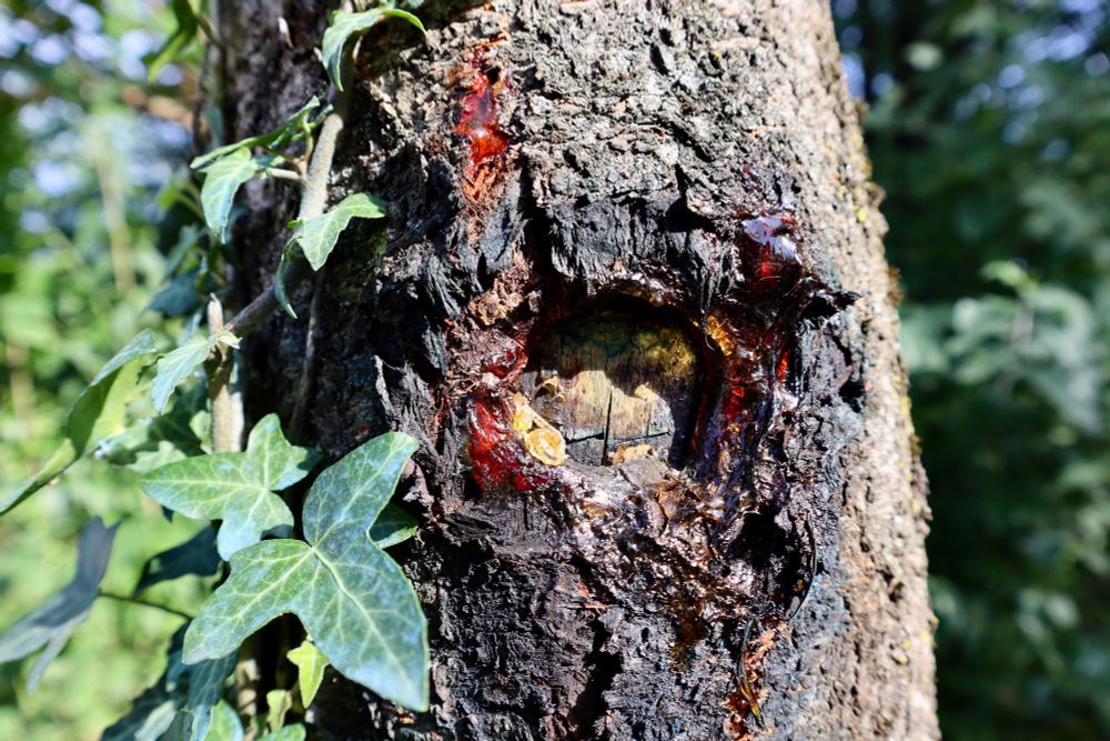 deep wound in cherry tree bark with ivy creeping up the trunk 