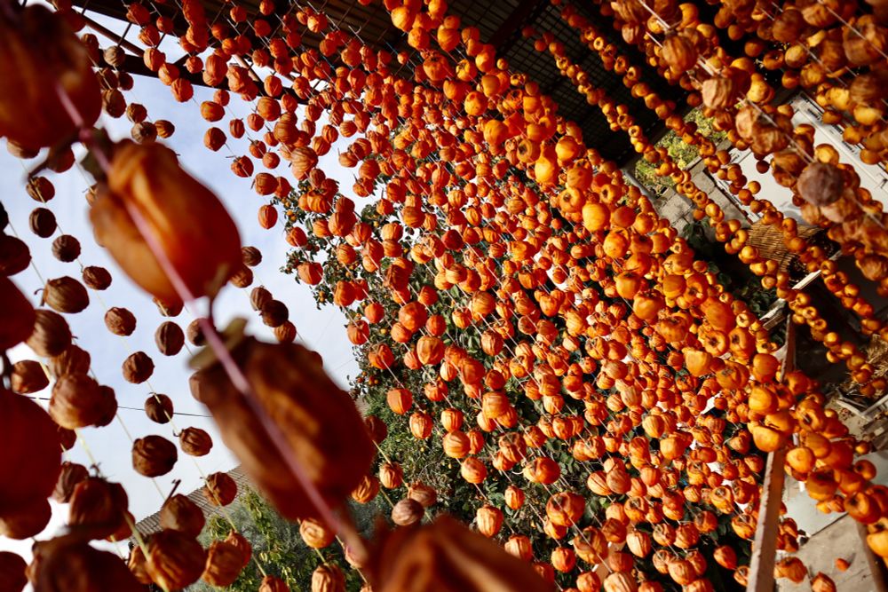 strings of persimmons hanging from the ceiling on open balcony, Meghri Armenia