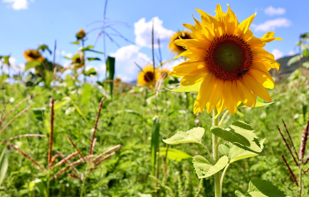 local sunflowers destined for oil production 