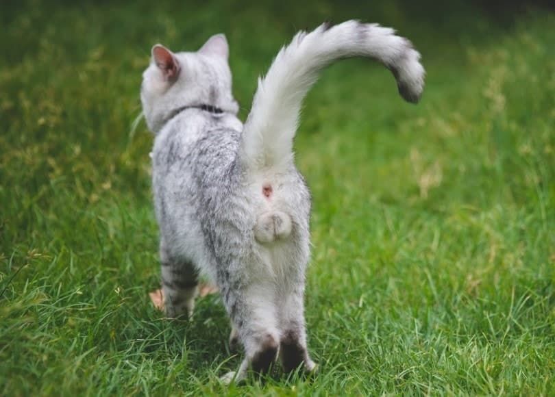 Cat showing off its ass and balls