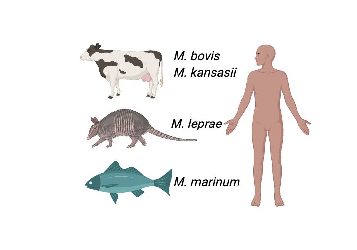 A picture of animals and their mycobacterial hosts